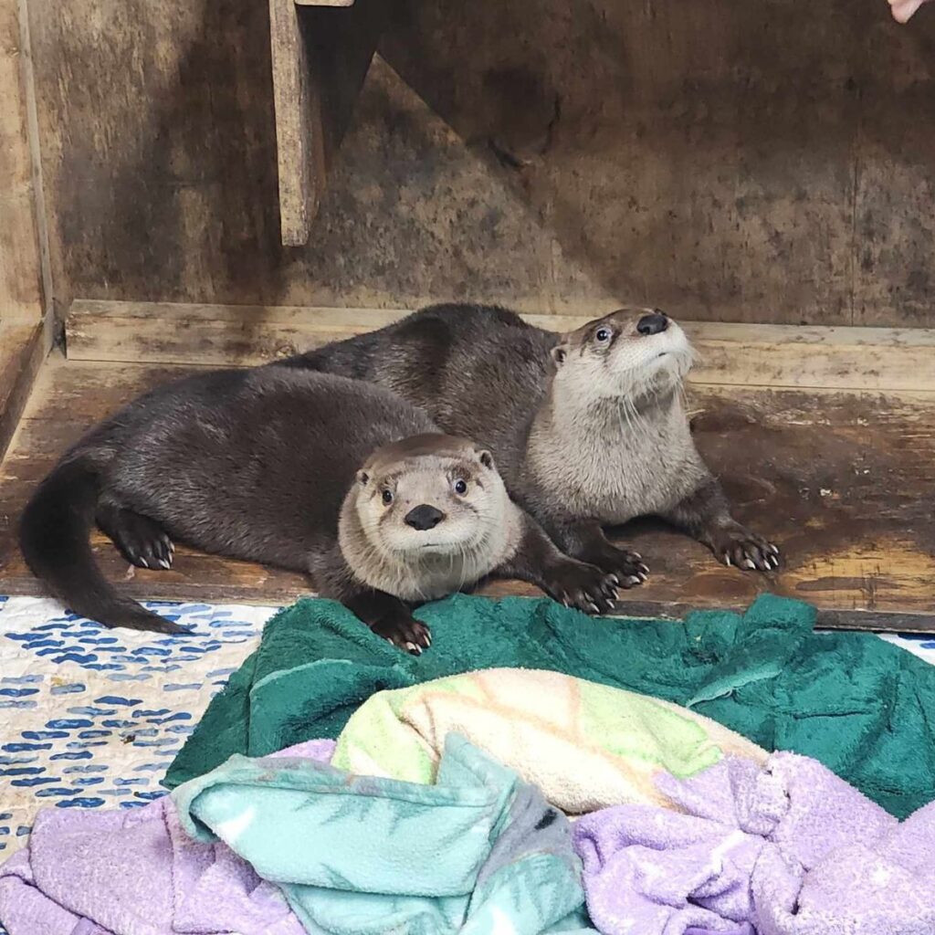 two otters