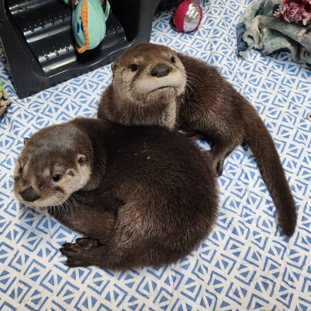 two otters are sitting
