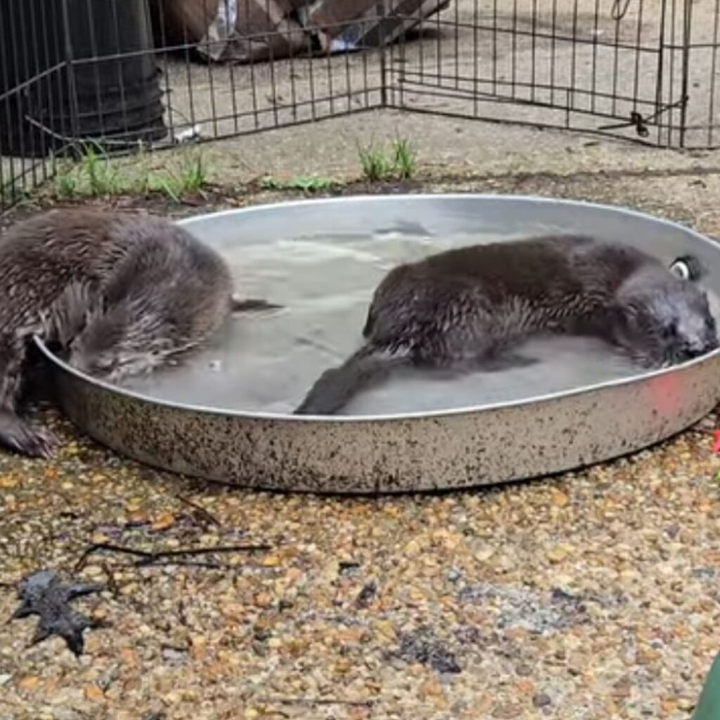 two otters in a pan of water