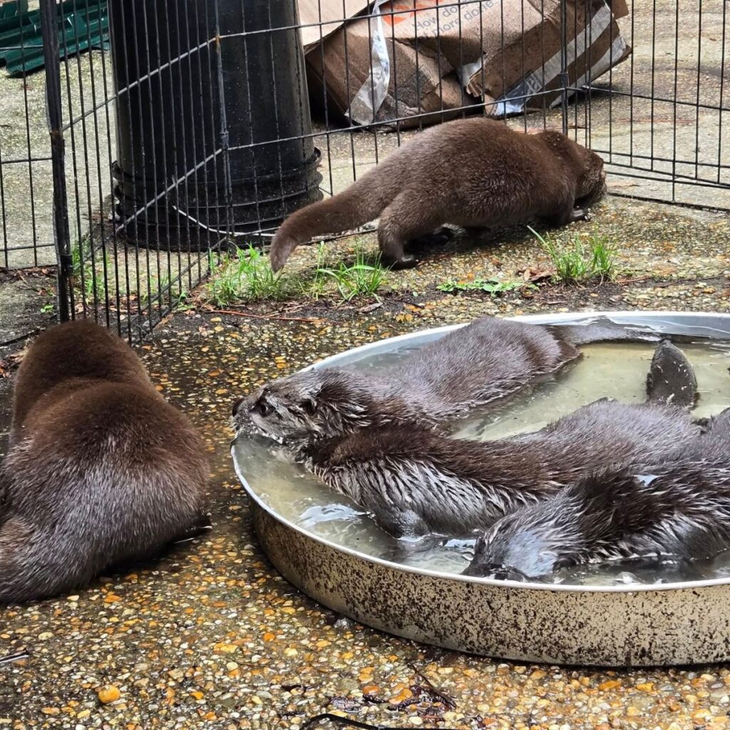 two otters in a pan with water, two next to each other