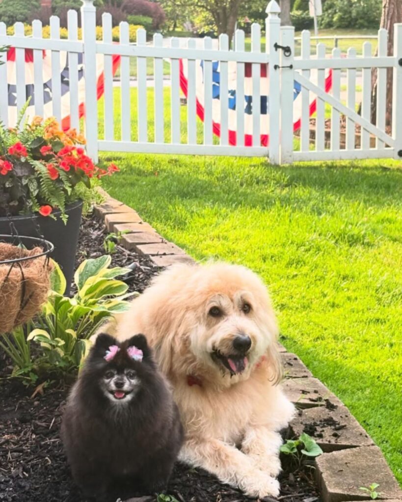 two puppies are lying in a flower bed