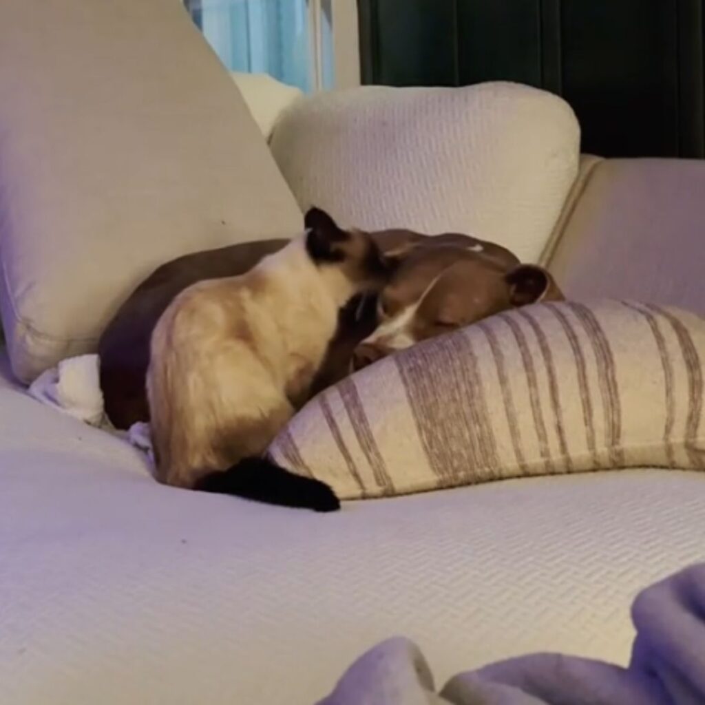 two puppies are lying on a pillow