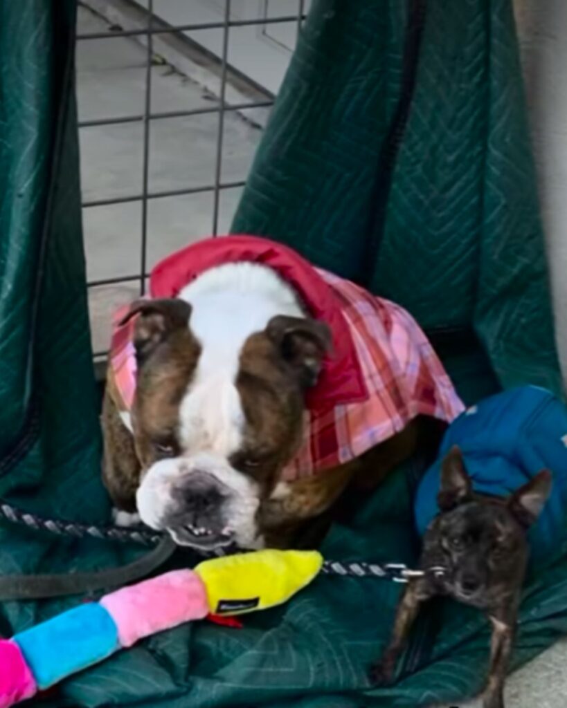 two puppies in a cage