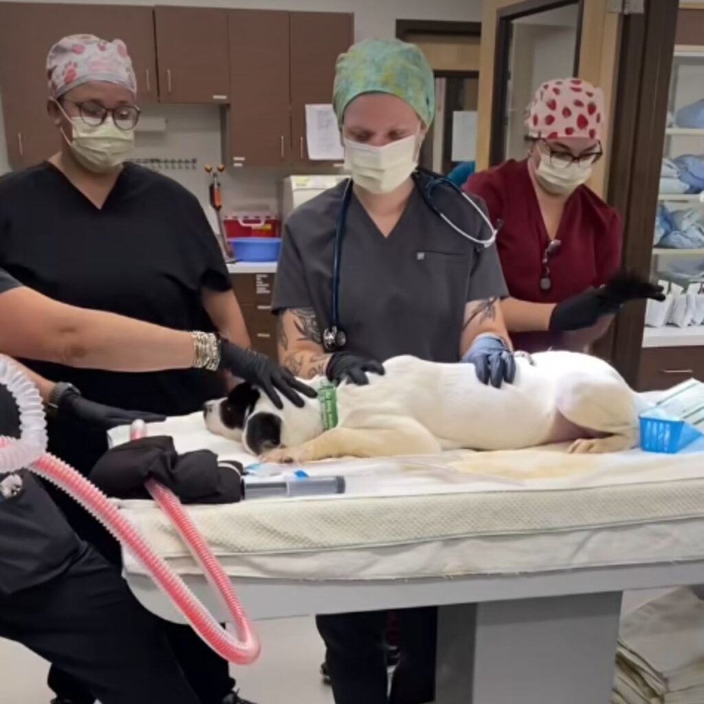 veterinarians examine the dog
