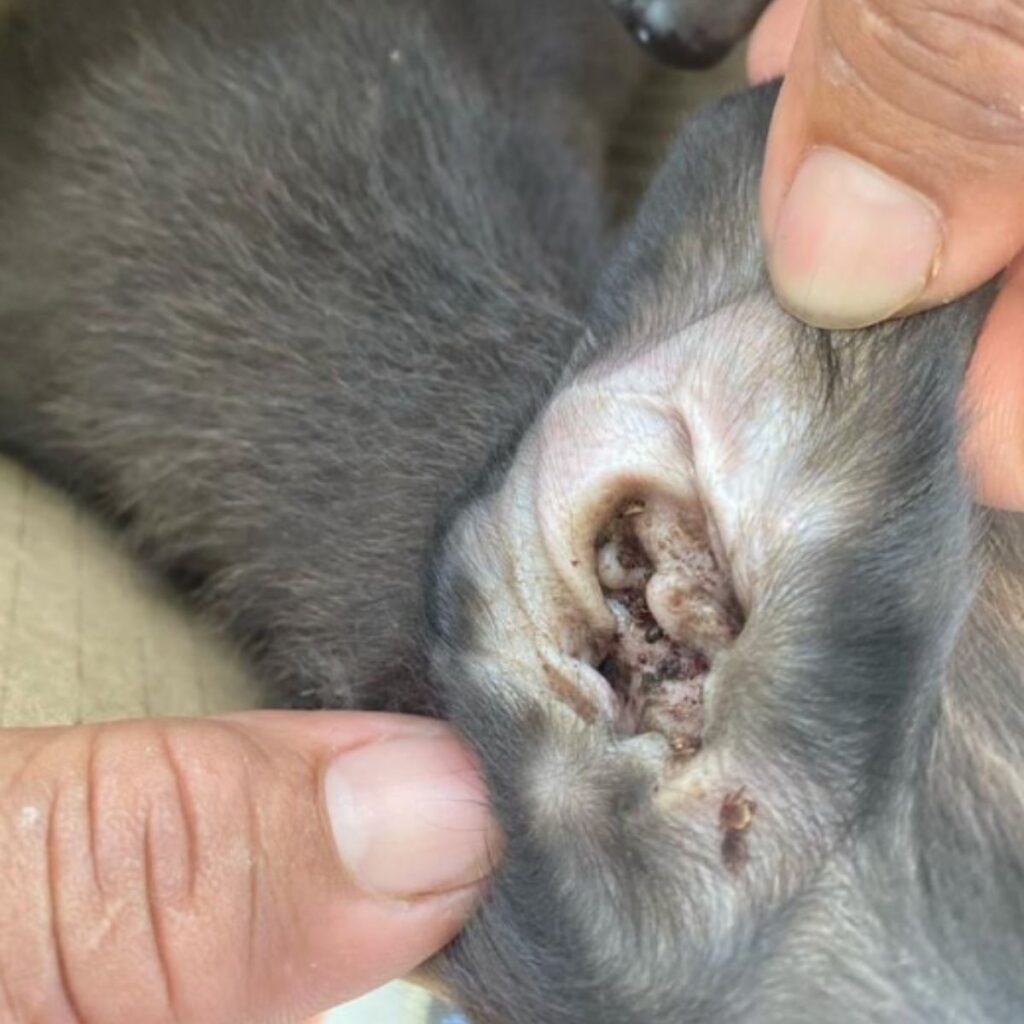 whisper in the dog's ear