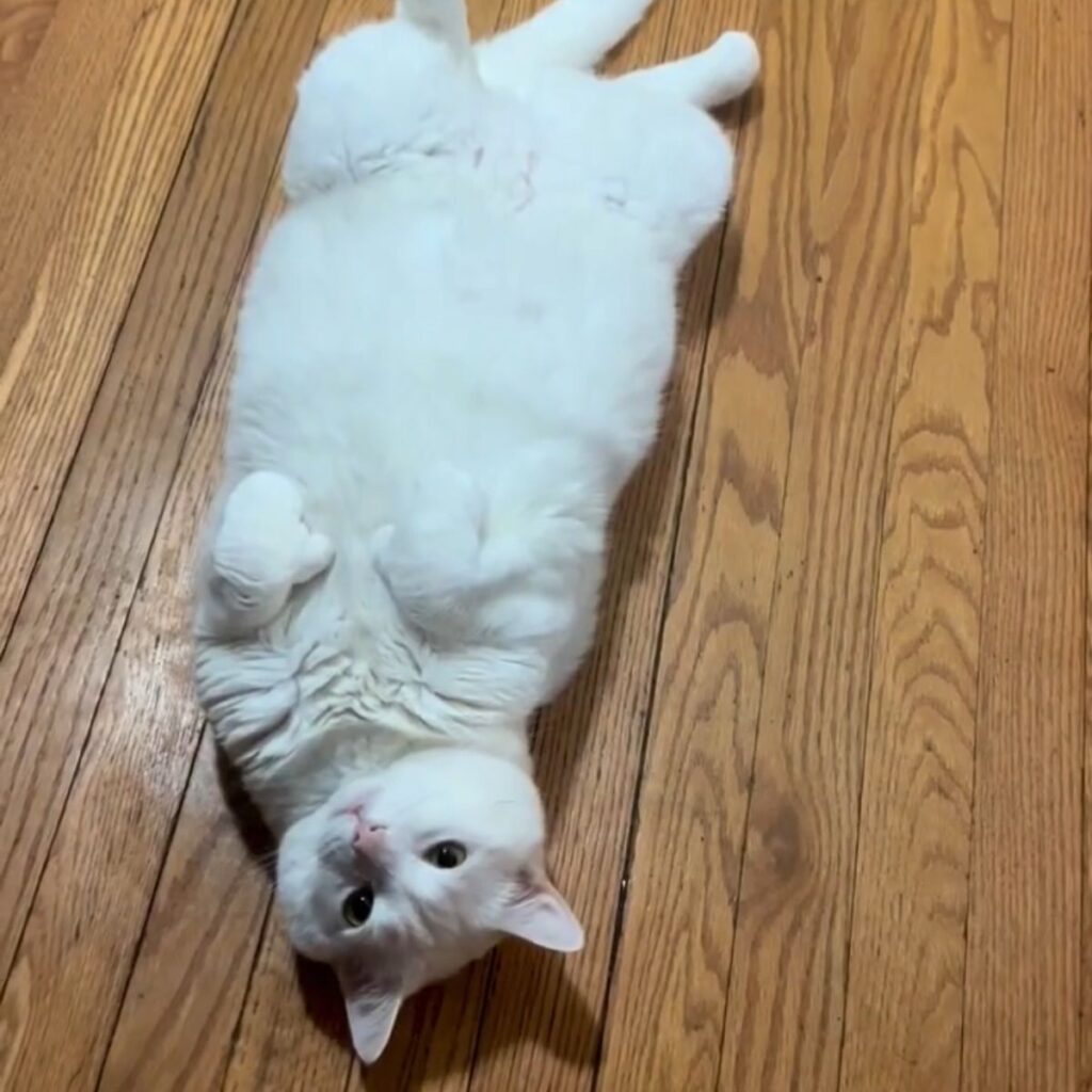 white cat lying on its back