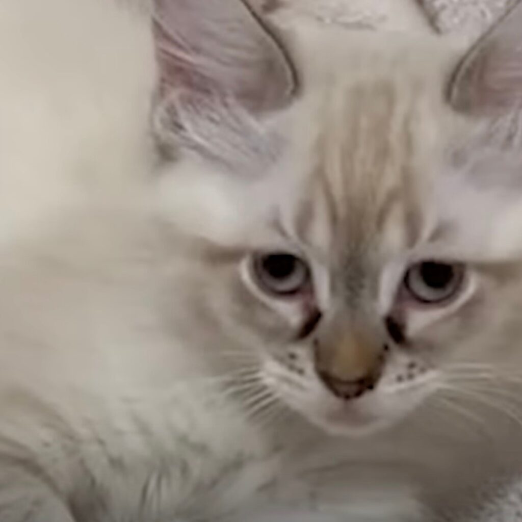 white cat with a sad look