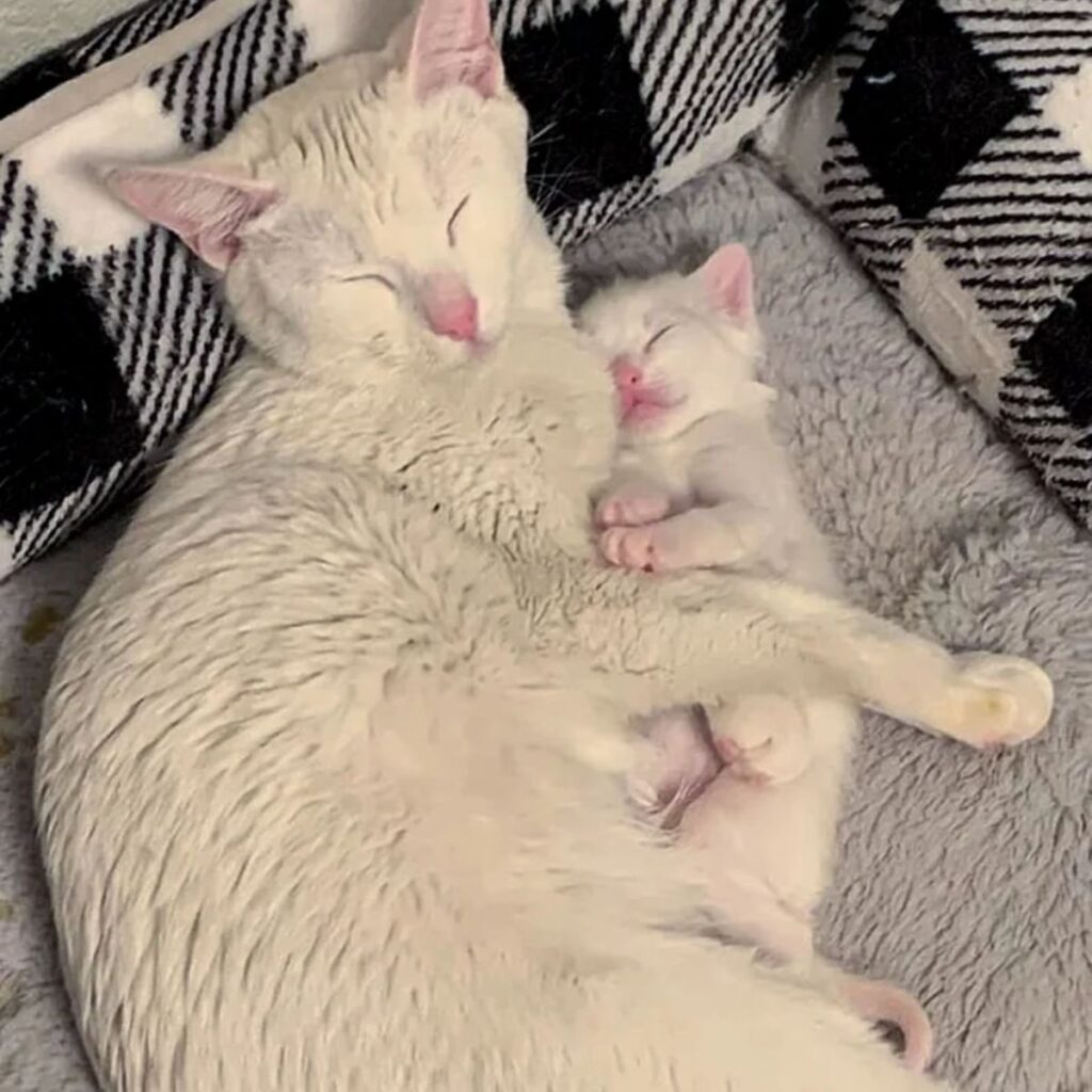 white cat with kitten sleeping