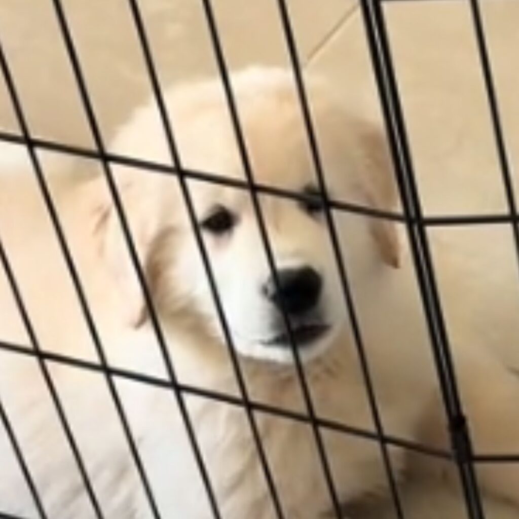 white dog behind the fence