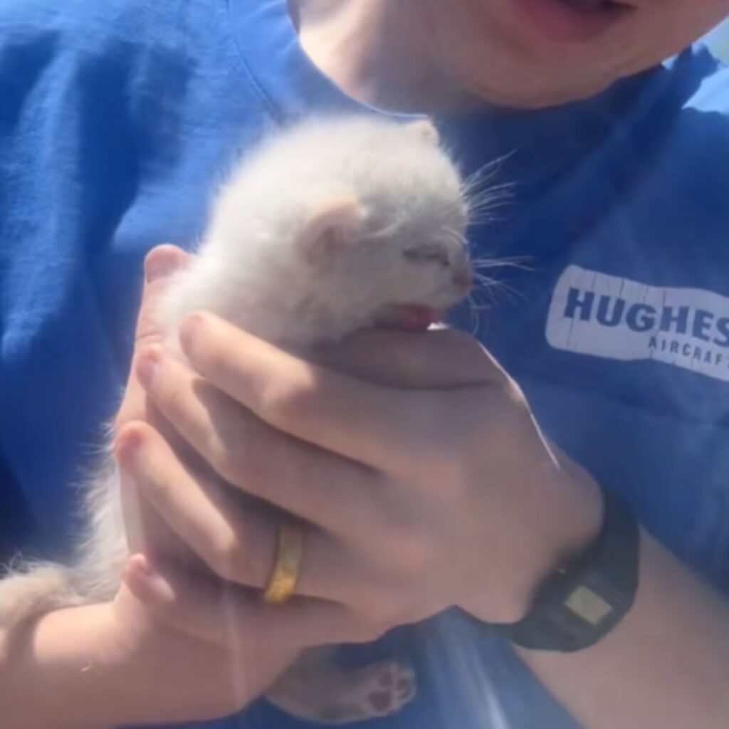 white kitten in a woman's hand