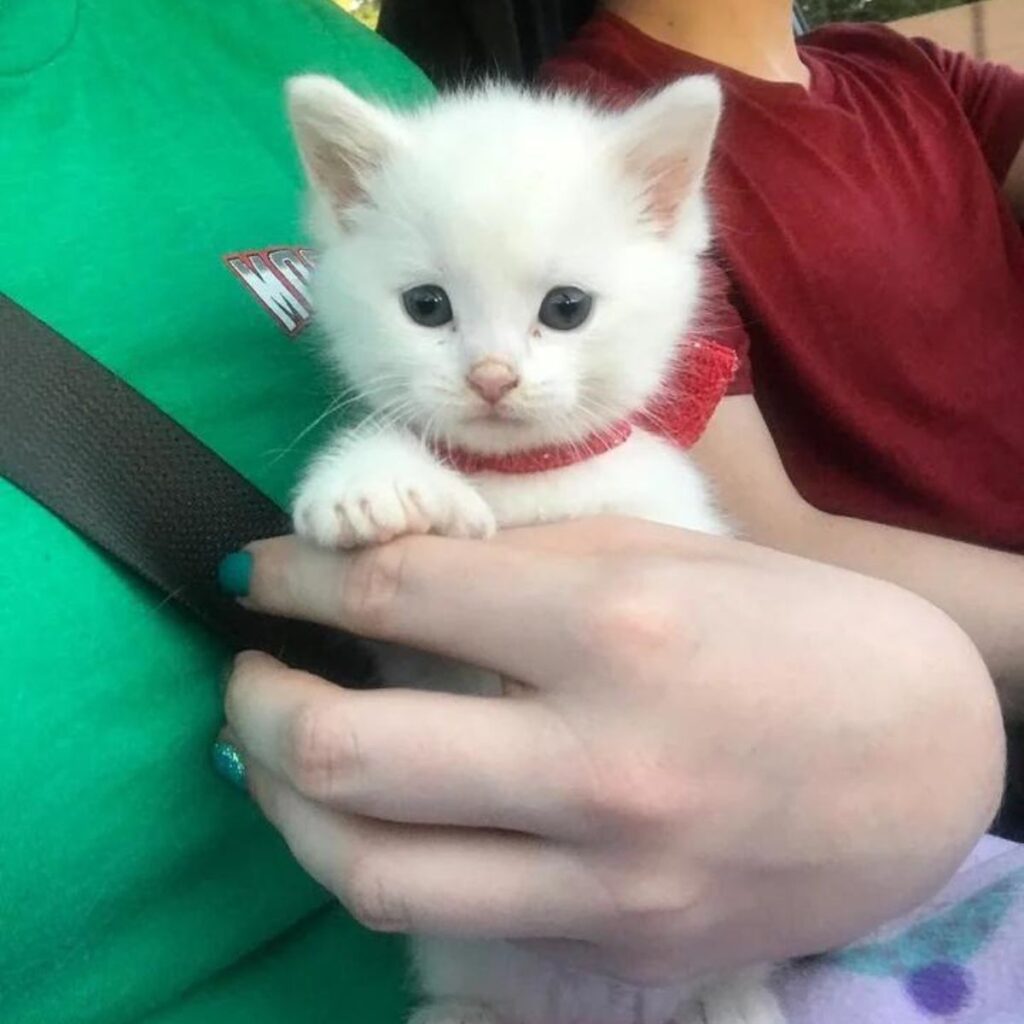 white kitten in woman's hands