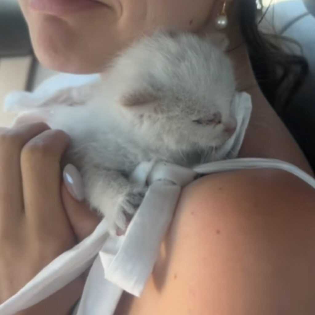 white kitten on a woman's shoulder