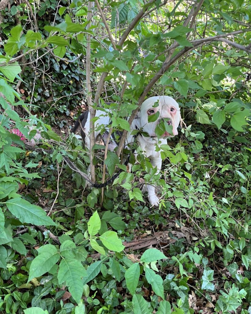 white pit bull in the bushes