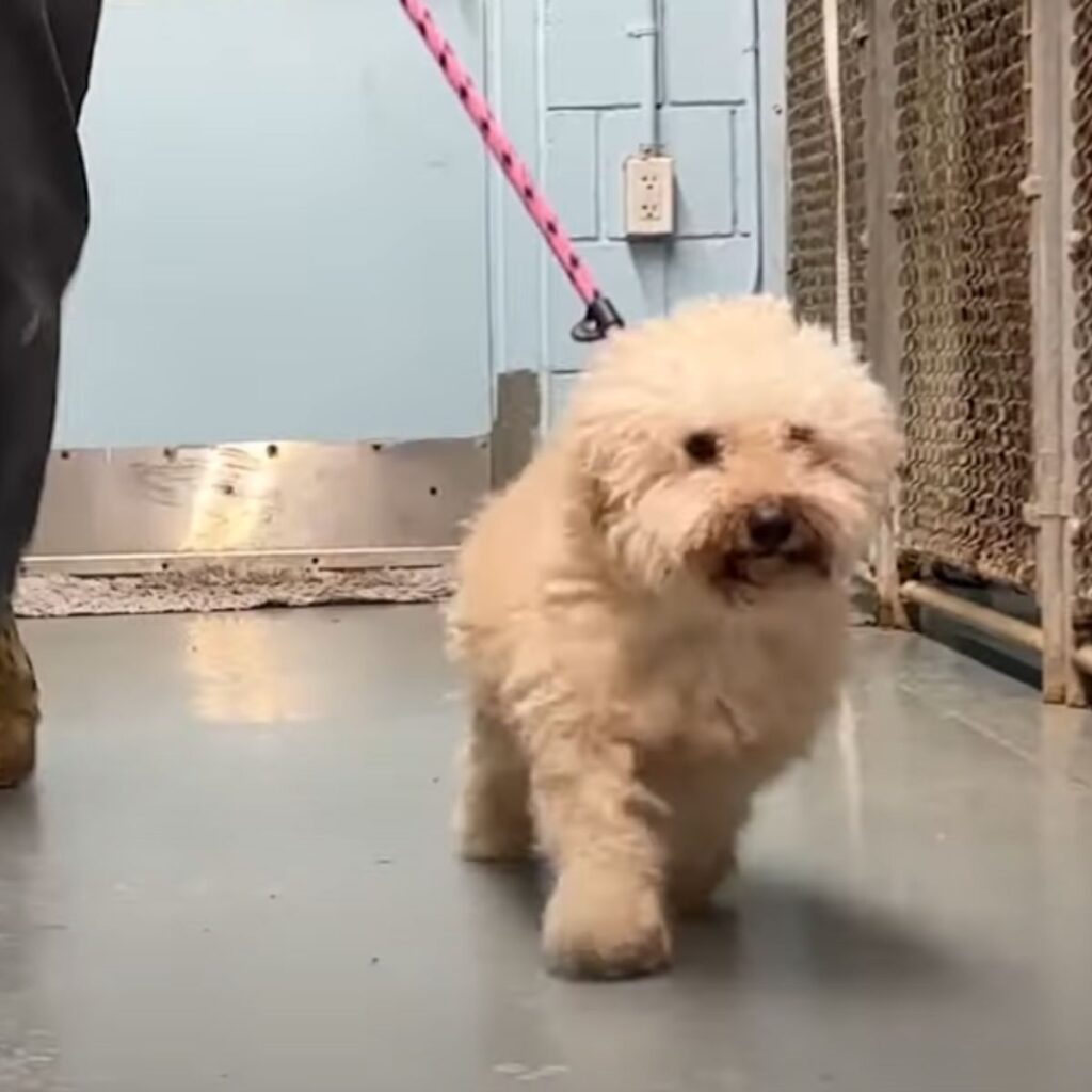 white poodle on a leash