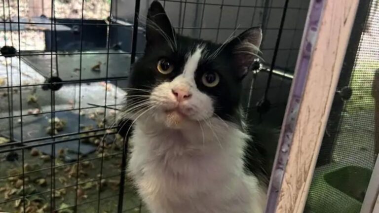 Wisconsin Woman Finds Stray Cat In Her Yard And Can’t Believe Where She’s Seen Him Before