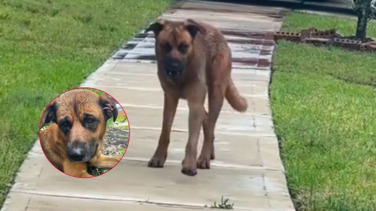 Texas Woman Notices A Frail Dog Roaming Her Neighborhood And Learns Something Heartbreaking