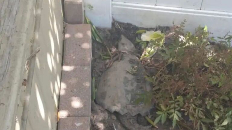 New York Woman Looks Into Her Garden And Discovers Something Huge Moving Beneath The Mulch