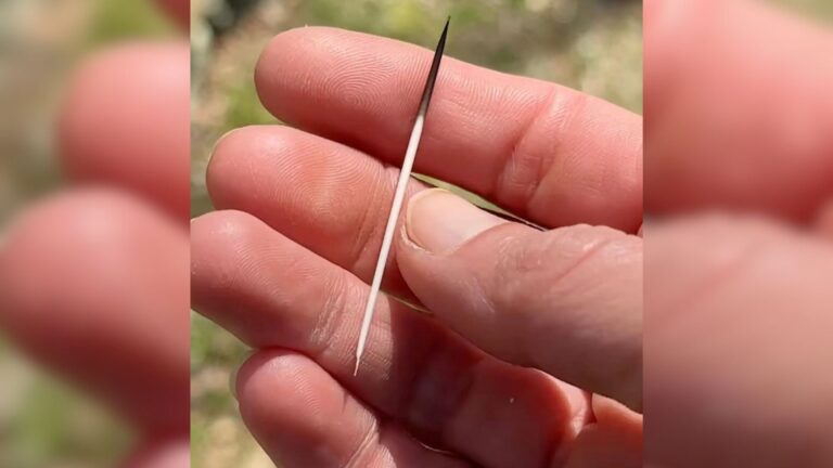 Strange Quills Poking Through The Grass Lead Maine Woman To A Surprising Visitor In Her Yard
