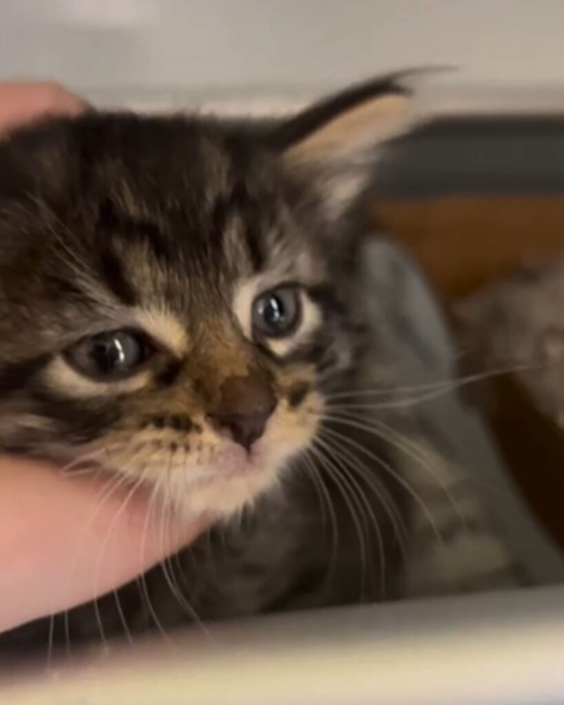 woman grabbed cat by the head