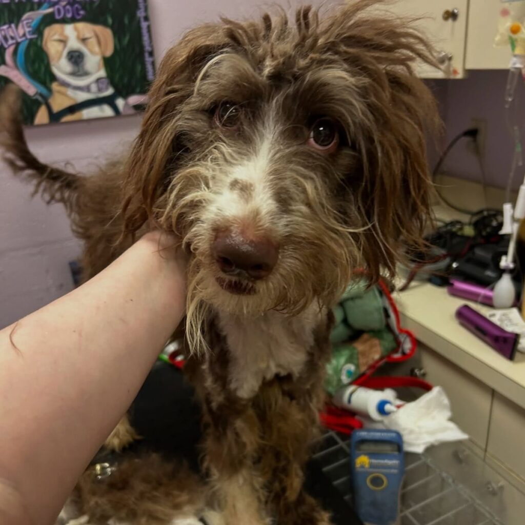 woman holds hand on dog's head