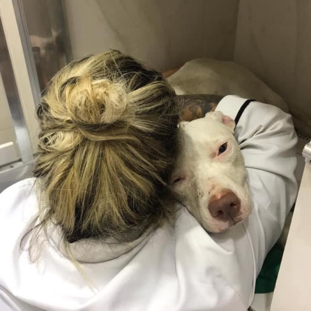 woman hugging white pit bull