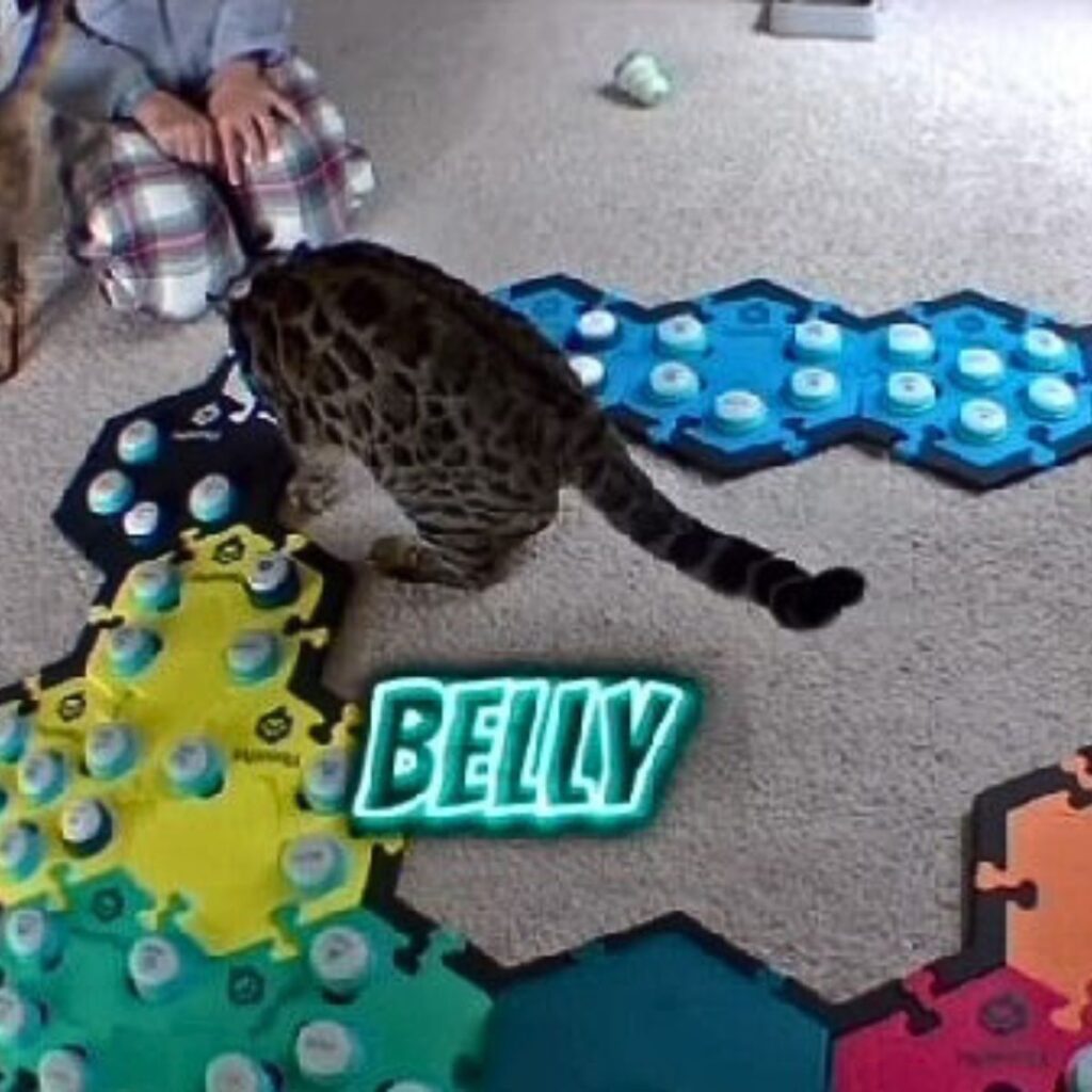 woman looks at cat walking on voice keys