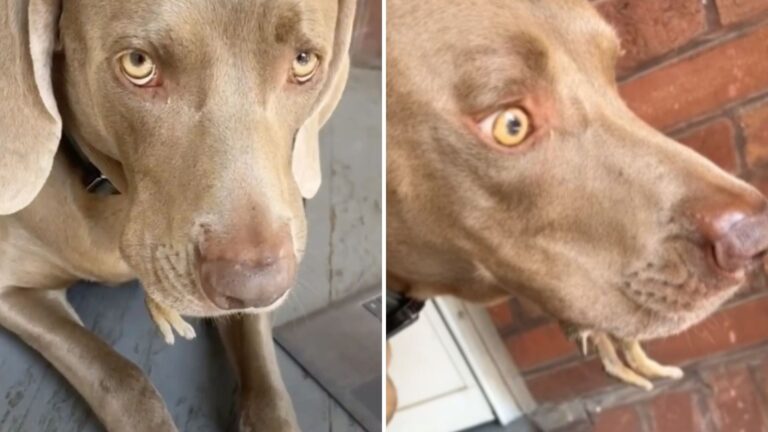 Chicago Woman Left In Shock After Noticing Tiny Legs Hanging From Her Dog’s Mouth