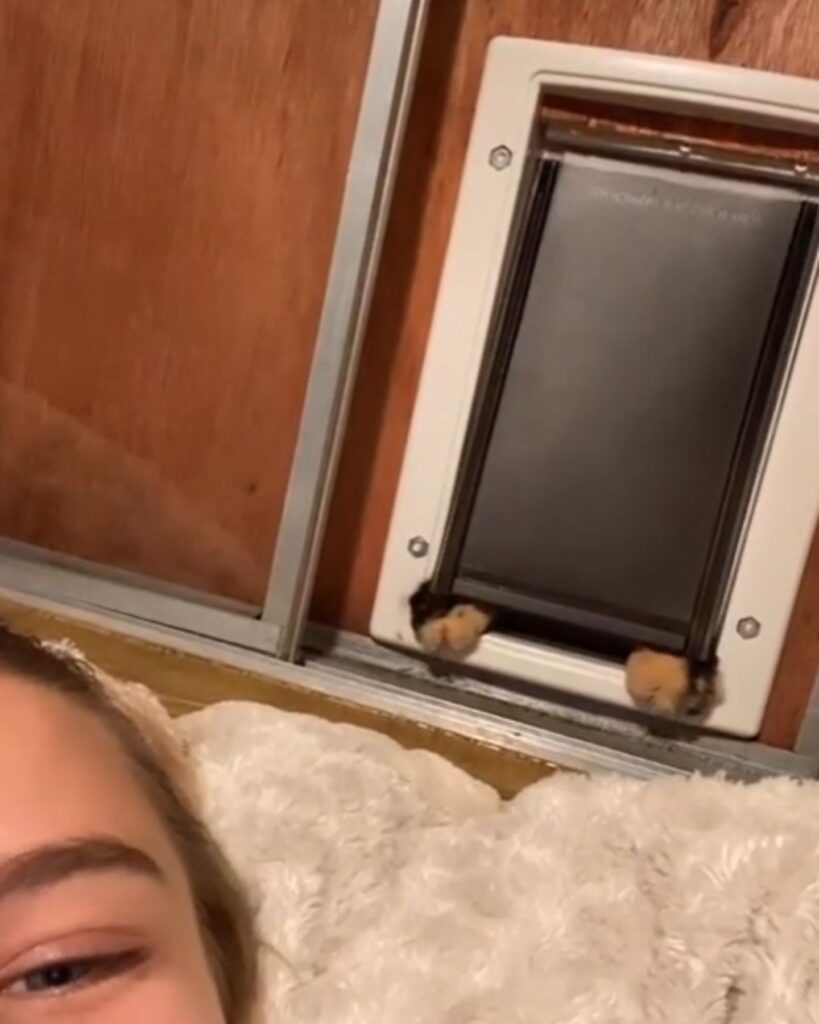 woman painting a cat on the window