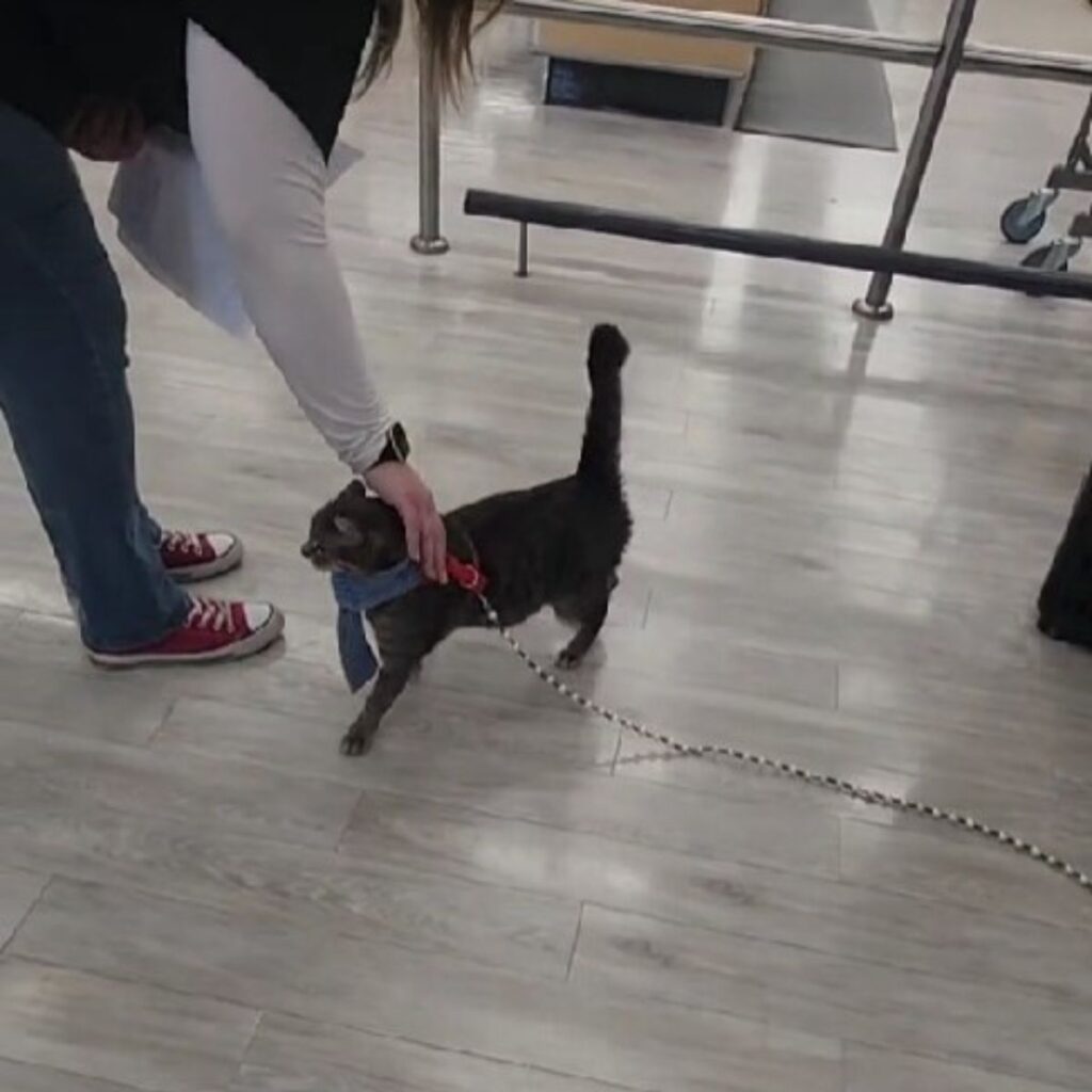 woman petting a cat on a leash