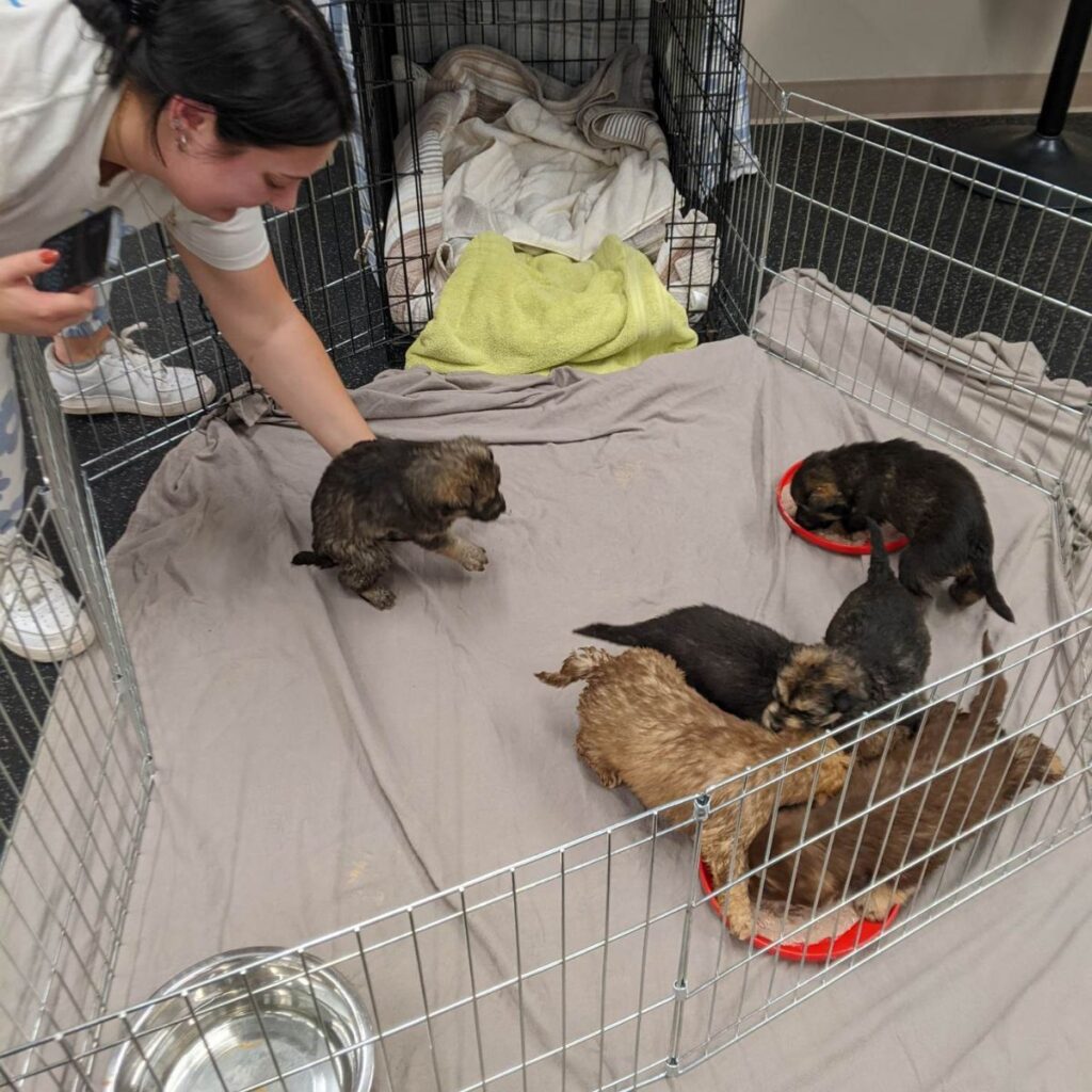 woman puts dog in cage