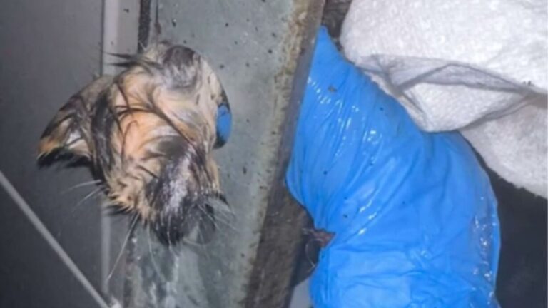 Arizona Couple Goes Above And Beyond To Save This Fragile Soul Trapped In AC Unit