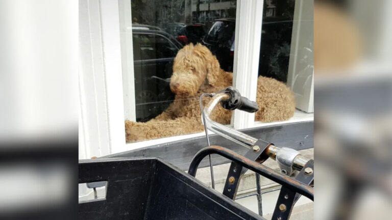 Illinois Woman Can’t Believe What She Sees In The Window Next To Her Goldendoodle