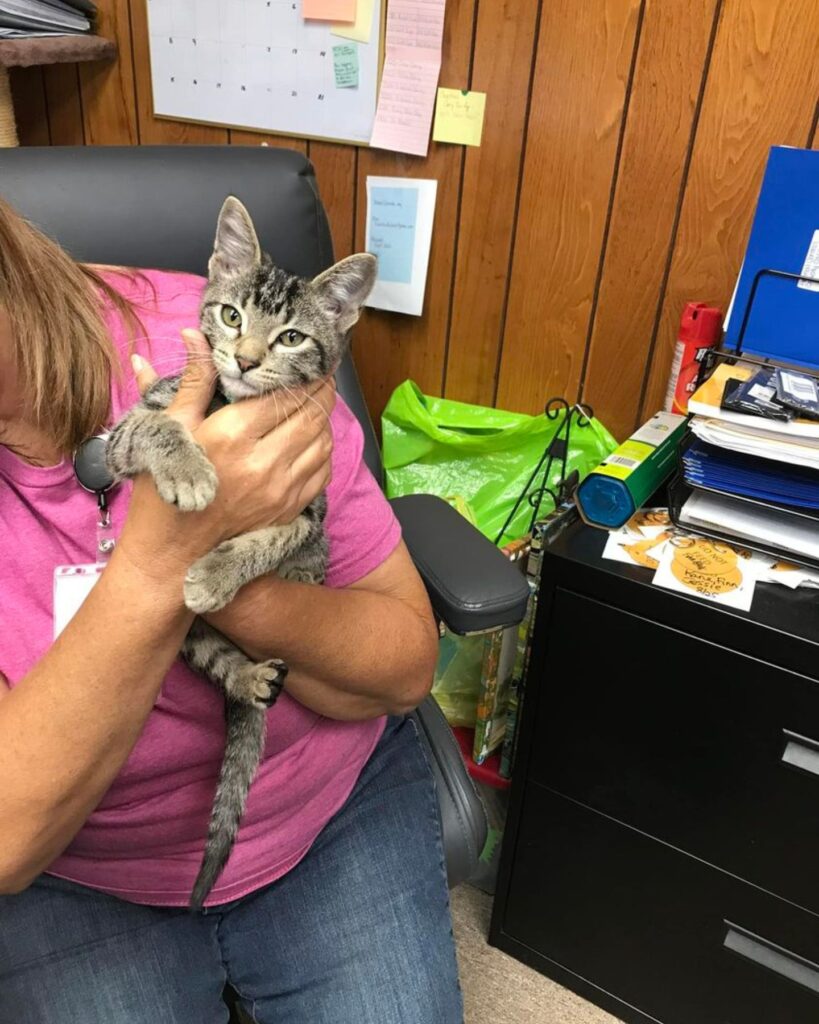 woman sitting and holding a kitten in her hand