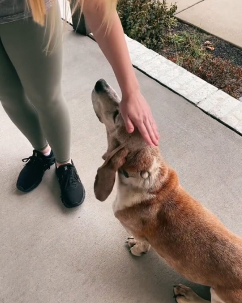 woman strokes dog's head