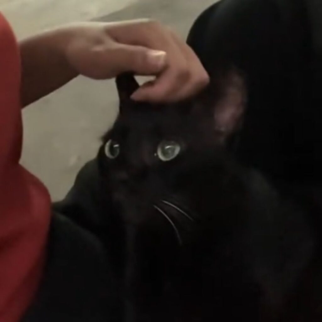 woman touches cat on head