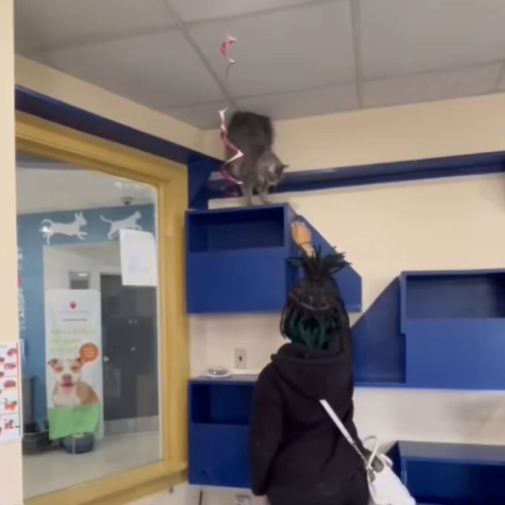 woman trying to put down a cat