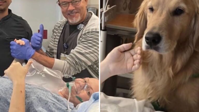 Florida Doctors Stunned As Woman Wakes Up From Coma After Therapy Dog Nuzzles Her Hand
