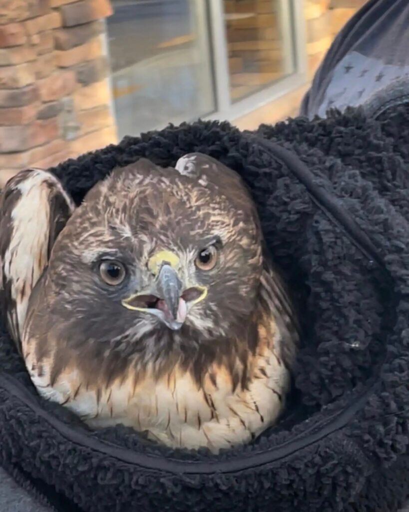 wrapped hawk