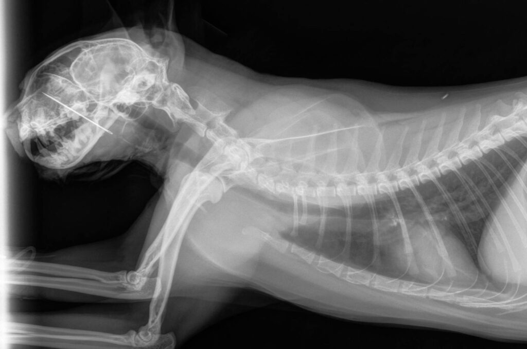 x-ray of a cat lying down