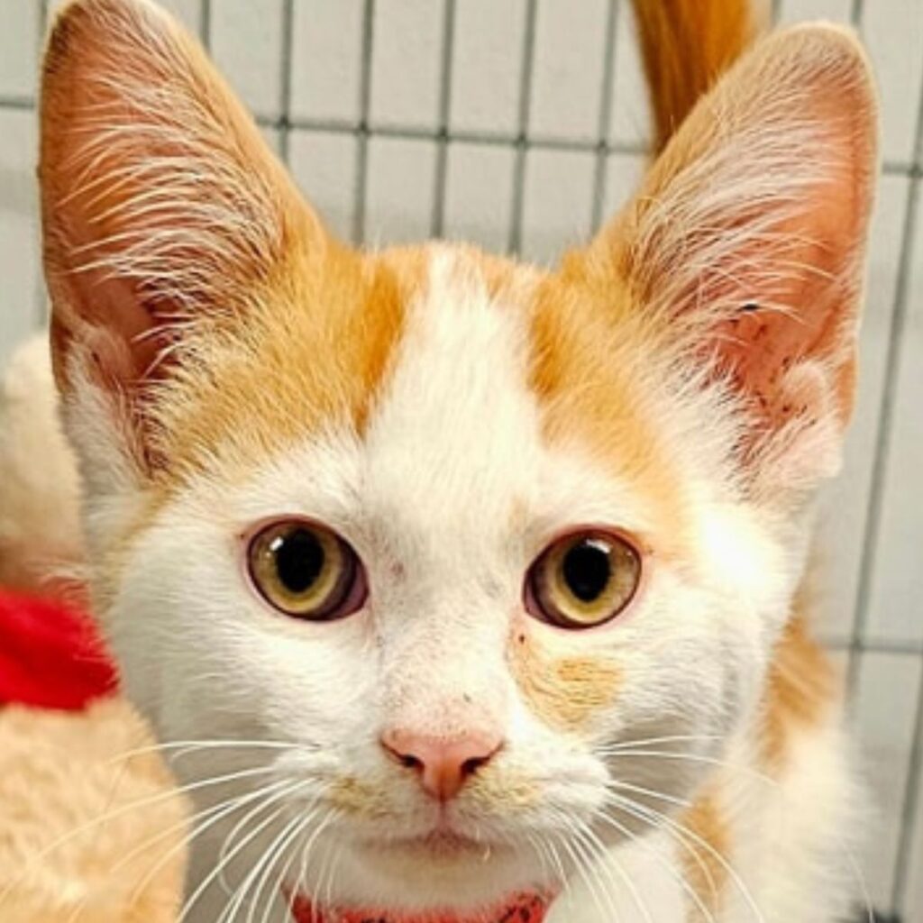 yellow and white kitten