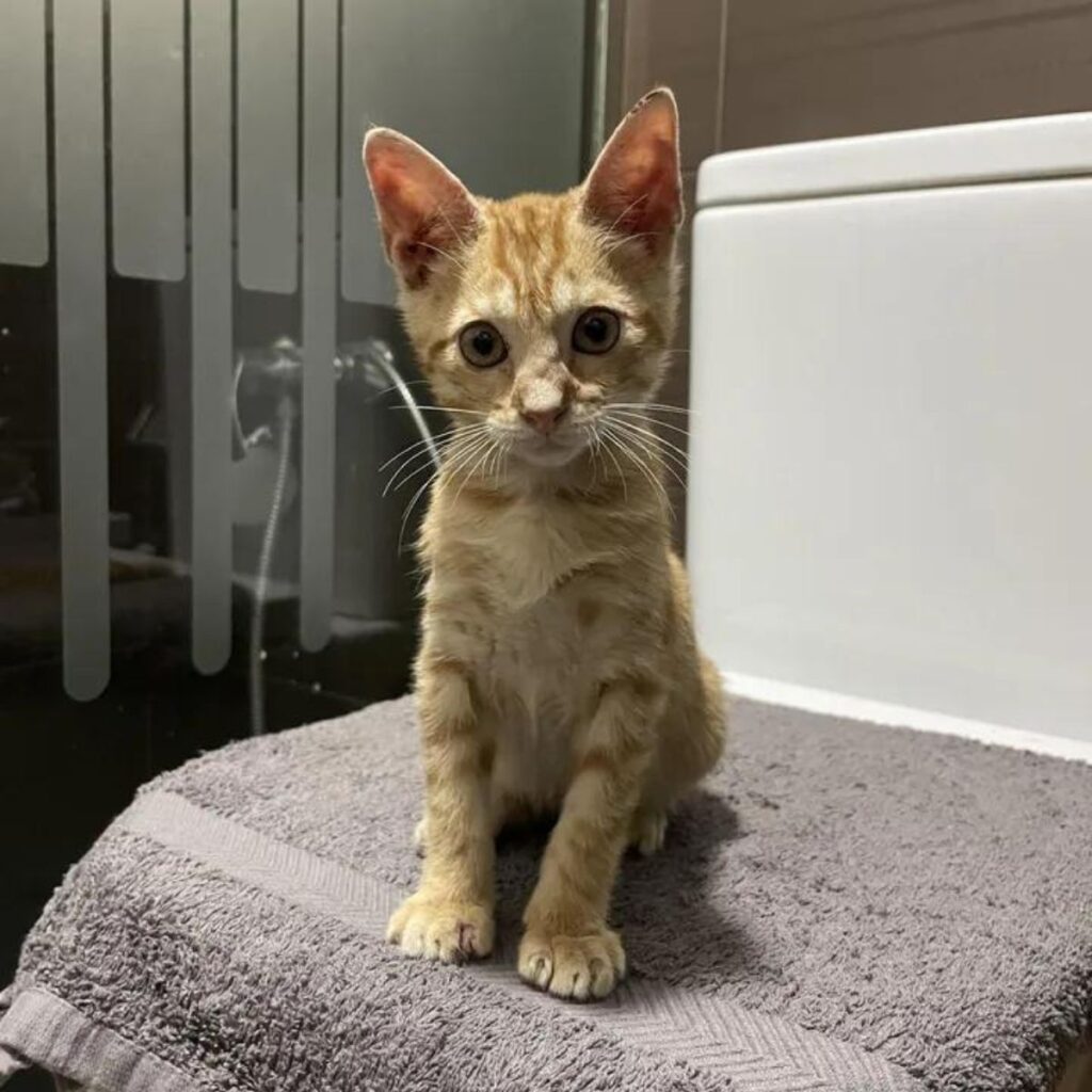 yellow kitten sitting on a towel