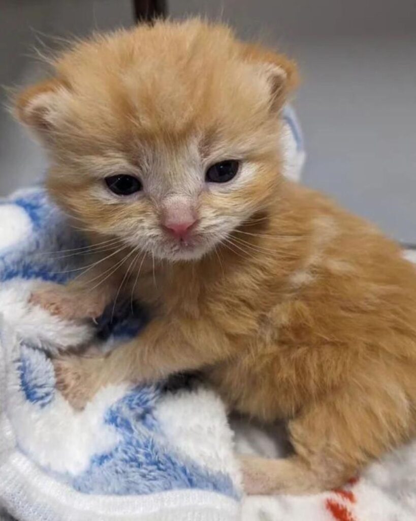 yellow kitten with black eyes