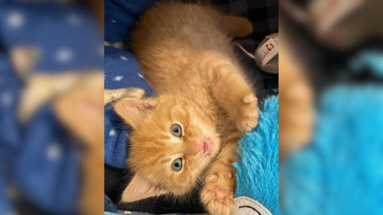 Abandoned Kitten In Indiana Finds Her Place In The Sun And Turns Into A Tiny Purring Miracle