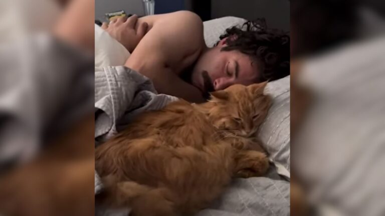 California Woman Puzzled After Adopting Senior Rescue Cat Who Only Has Eyes For Her Husband