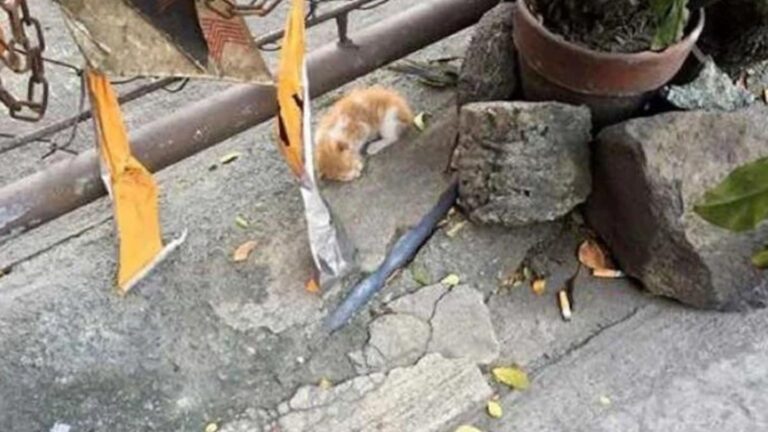 Tiny Kitten Was Lying On Texas Roadside With No Signs Of Life, Then His Angels Arrived