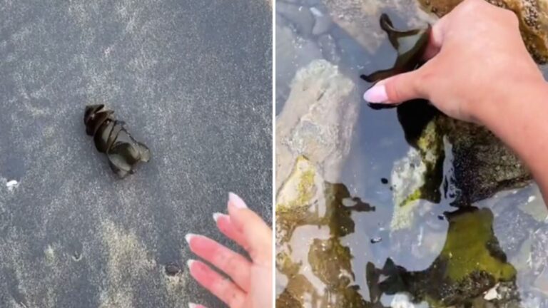 California Woman Finds A Strange Shape On The Beach, Then Sees Something Alive In It