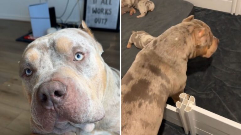 Texas Dog Finally Meets His Newborn Puppies And His Reaction Is Absolutely Priceless