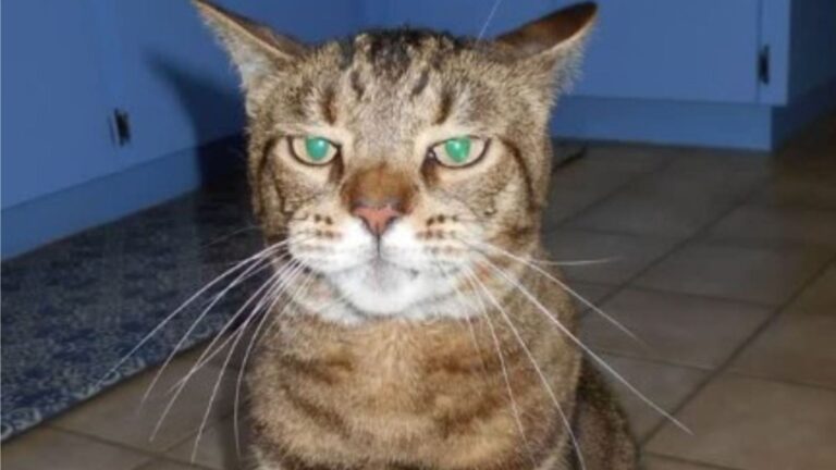 Senior Cat At Florida Shelter Secures Himself A Forever Home With One Clever Move