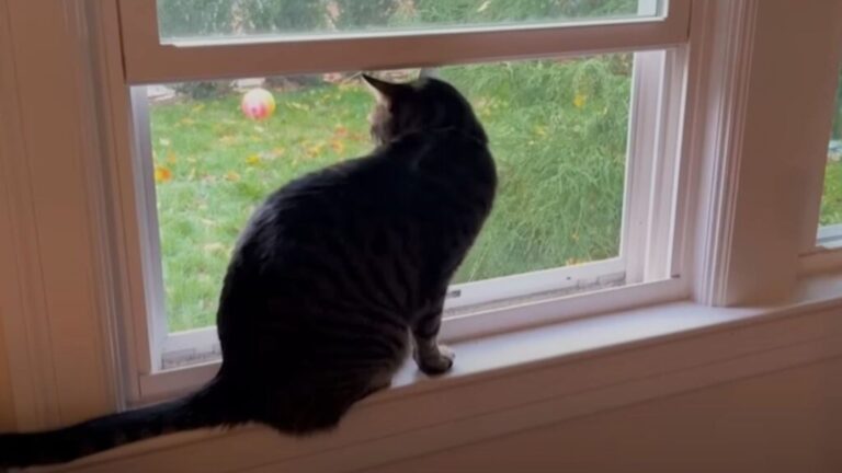 NY Cat Spots Two Shivering Kittens Outside The Window, What Happens Next Will Melt Your Heart
