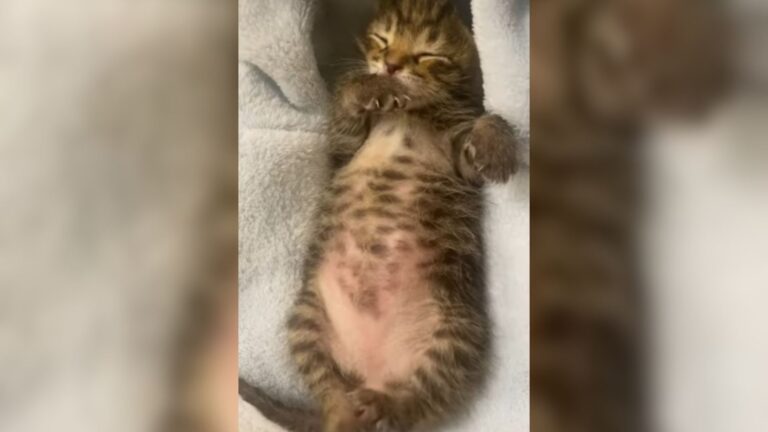 Tragedy And Hope Collide When Florida Woman Finds Tiny Kittens Crying Next To Their Lifeless Mom